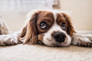 thinking dog