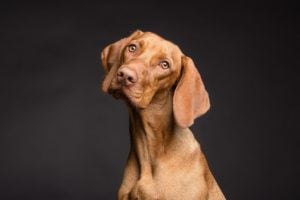 curious dog